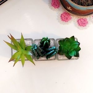 Succulents *faux*